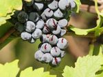 Splitting Open Grapes On The Vine