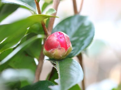 Bud Mites On A Camellia Plant