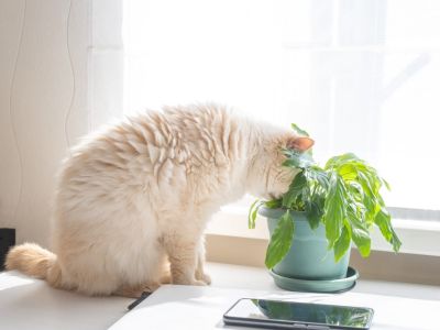 Cat's Head In A Potted Houseplant