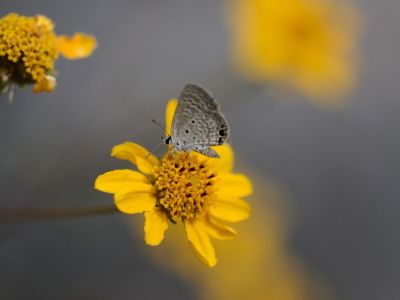 A Small Moth On A Yellow Angelita Daisy