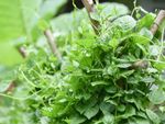 Malabar Spinach Plants