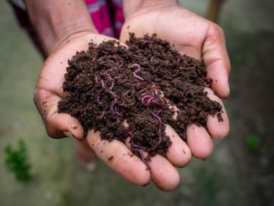 Hands Holding Soil With Worms