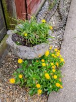 Yellow Flowered Weeds Growing In And Around A Planter