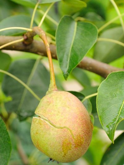 Split Pear Fruit On Tree