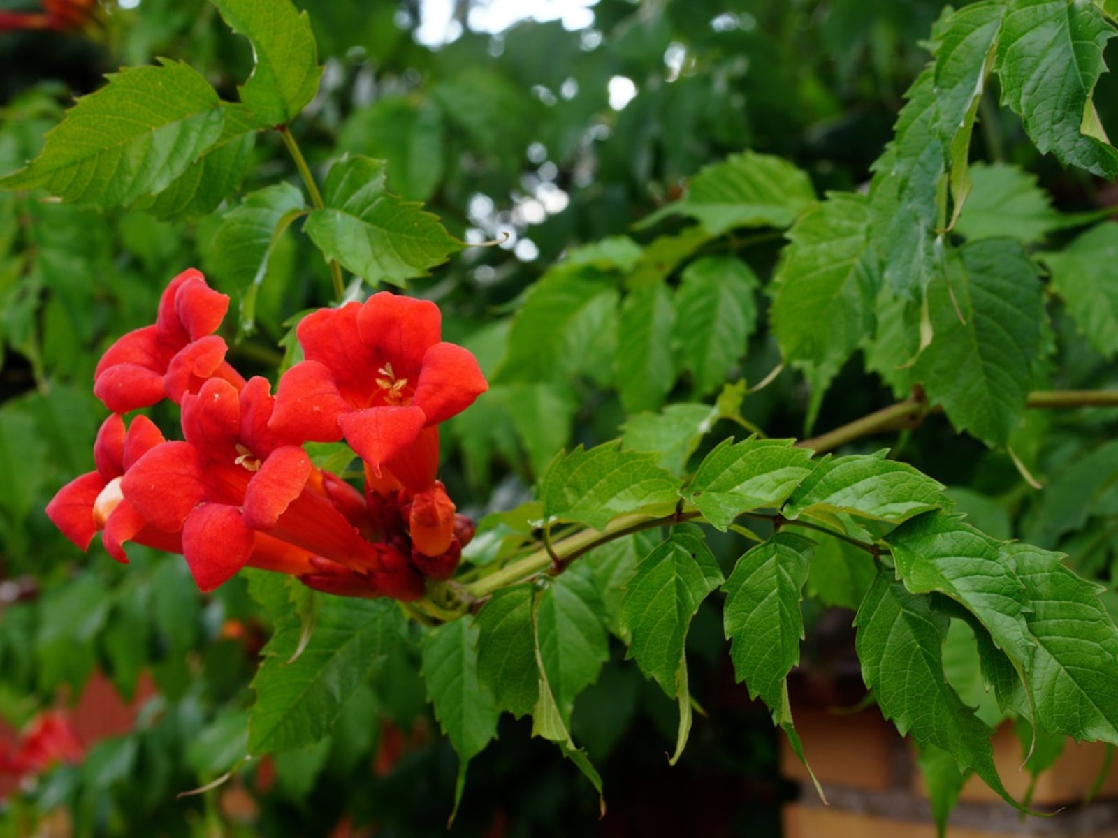 overwintering trumpet vines - learn how to winterize a trumpet vine