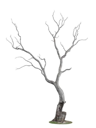 A Dried Tree With No Leaves
