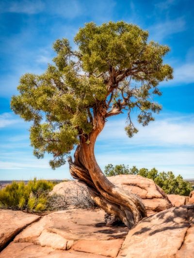 Large Drought Tolerant Tree