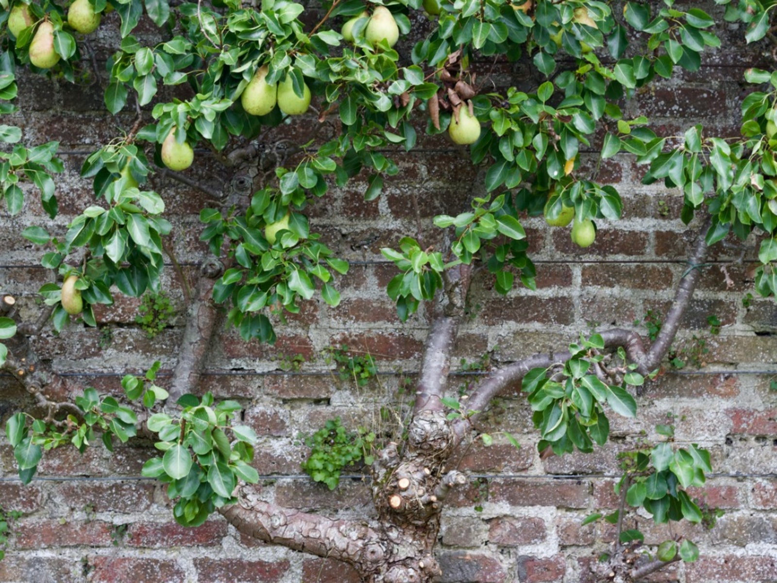 How to care for pear tree