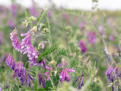 Hairy Vetch Cover Crops