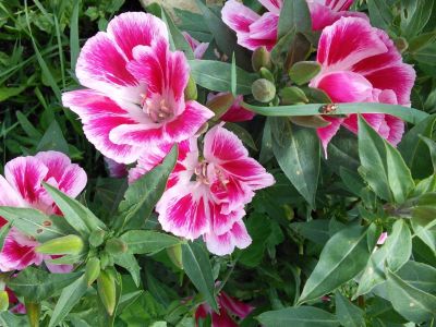 Pink-White Clarkia Flowers