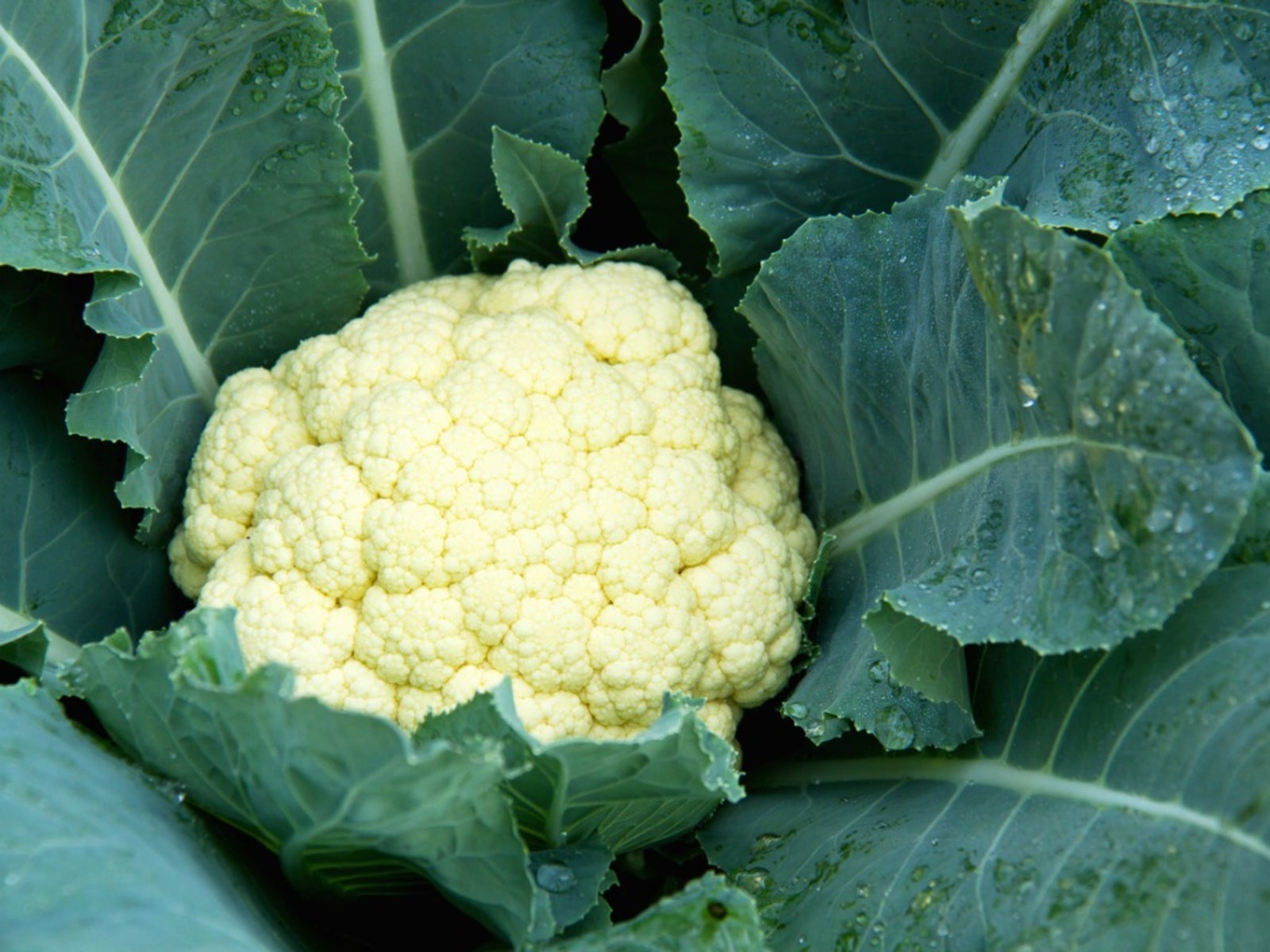 Growing Cauliflower In Containers - Learn How To Grow Cauliflower In Pots