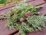 Tree Branch With Cedar Hawthorn Rust Disease