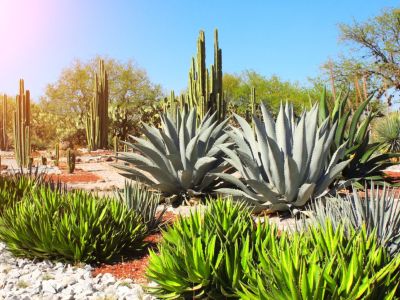 Xerophyte Desert Plants In The Landscape