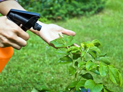 Spraying A Plant With Organic Pesticides