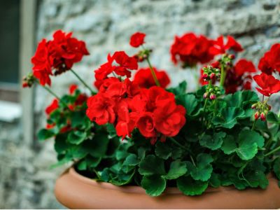 Potted Bright Red Flowers