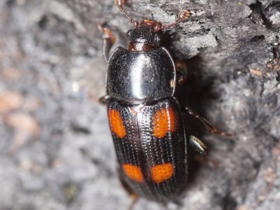 A Black And Orange Sap Beetle