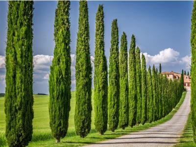 Tall Italian Cypress Trees Alongside A Long Driveway