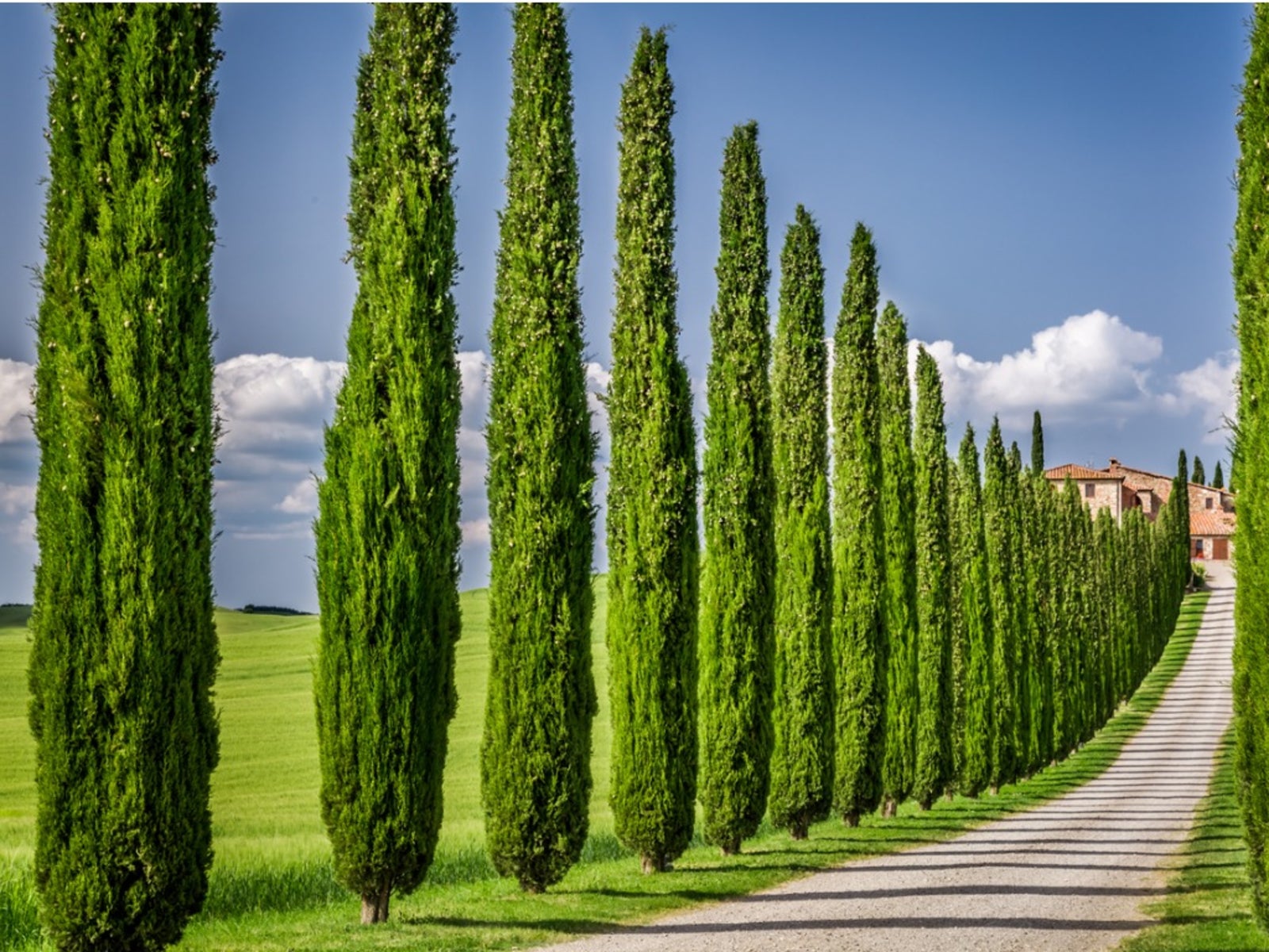 italian-cypress.jpg