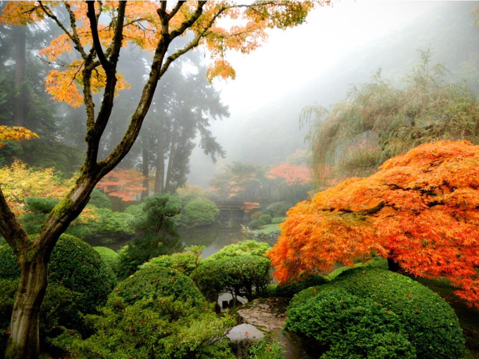 أنواع نباتات الحدائق اليابانية