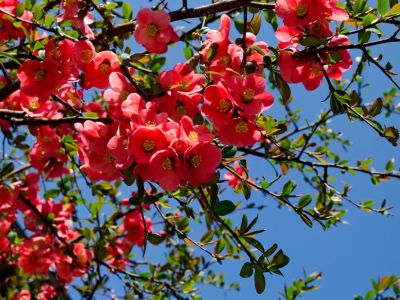 Red Flowering Quince Plants