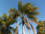Tall Queen Palm Trees