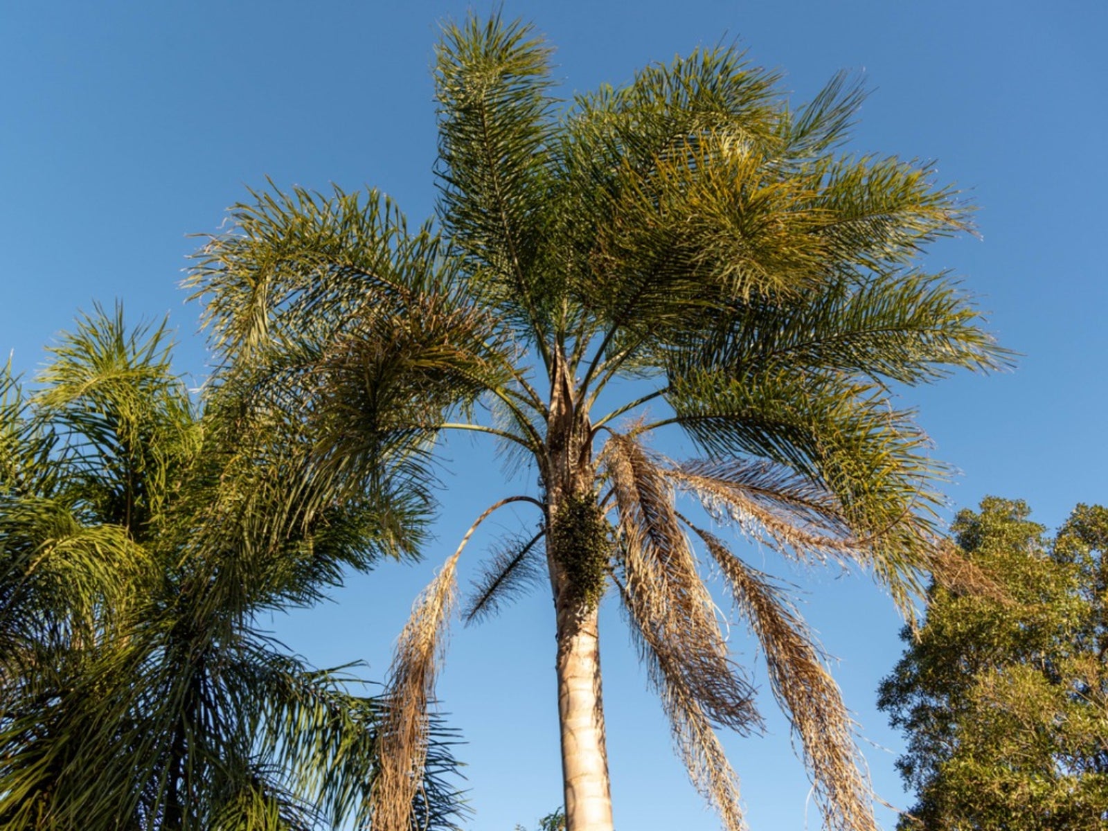 Queen Palm Winter Care   How To Overwinter Queen Palms
