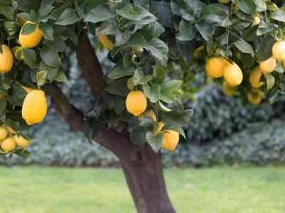 A Lemon Tree Full Of Yellow Lemons