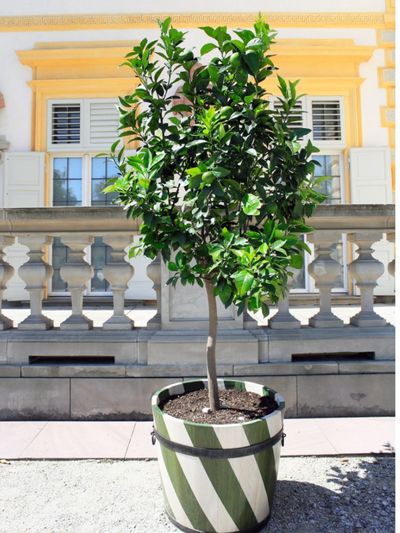 A Large Potted Lime Tree