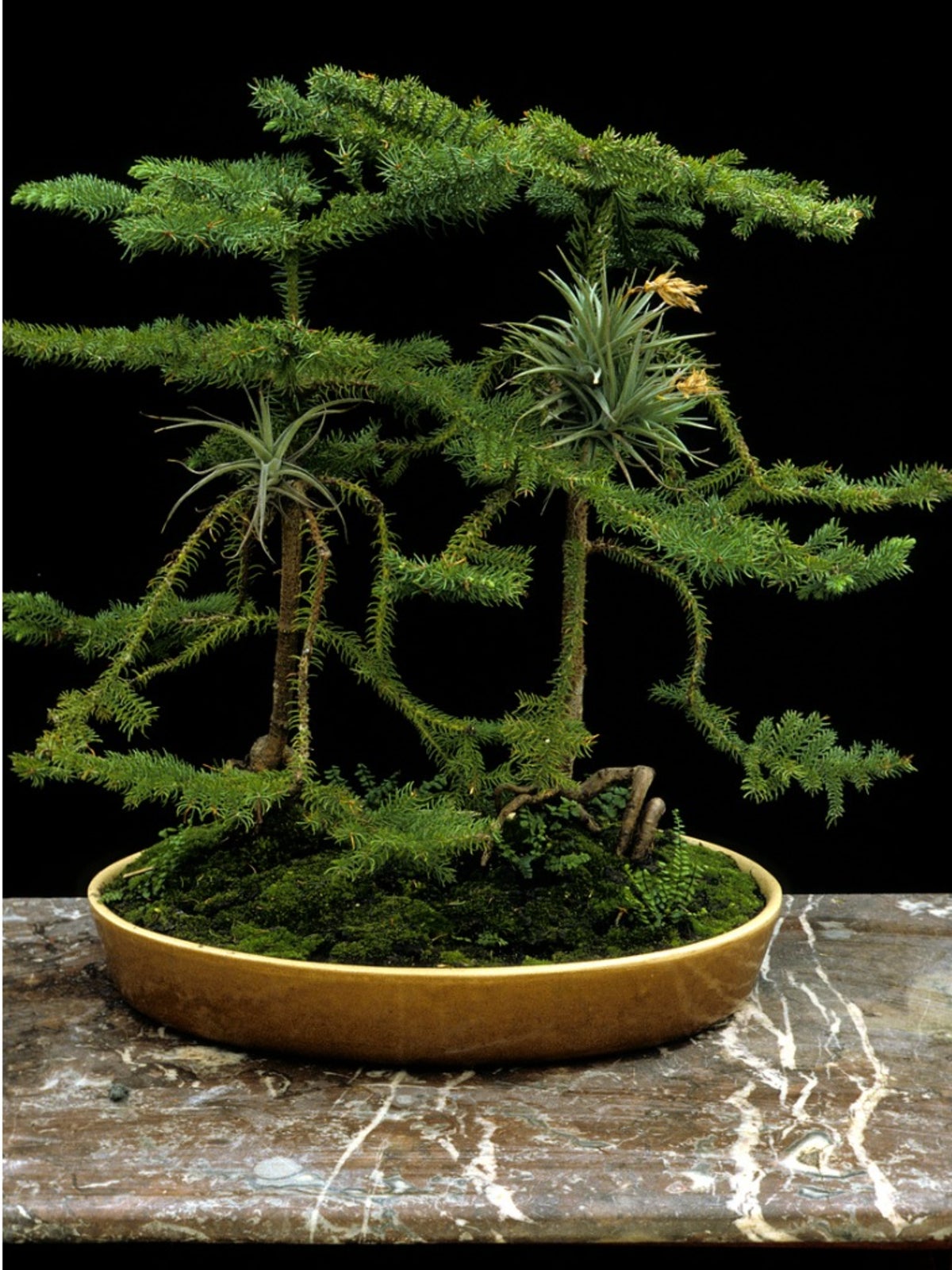 monkey puzzle tree - growing monkey puzzles in containers