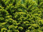 Light Green Murray Cypress Tree