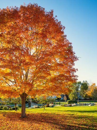 Planting New England Shade Trees, Most Beautiful Landscape Trees