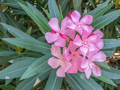 Oleander Shrub With Pink Flowers