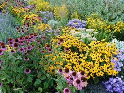 A Colorful Perennial Garden
