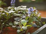 Ajuga Growing In A Container