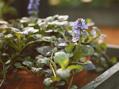 Ajuga Growing In A Container