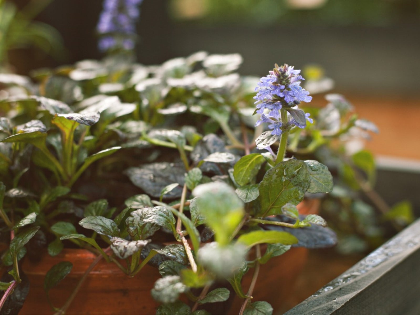 Container Grown Ajuga   How To Care For Potted Ajuga Plants