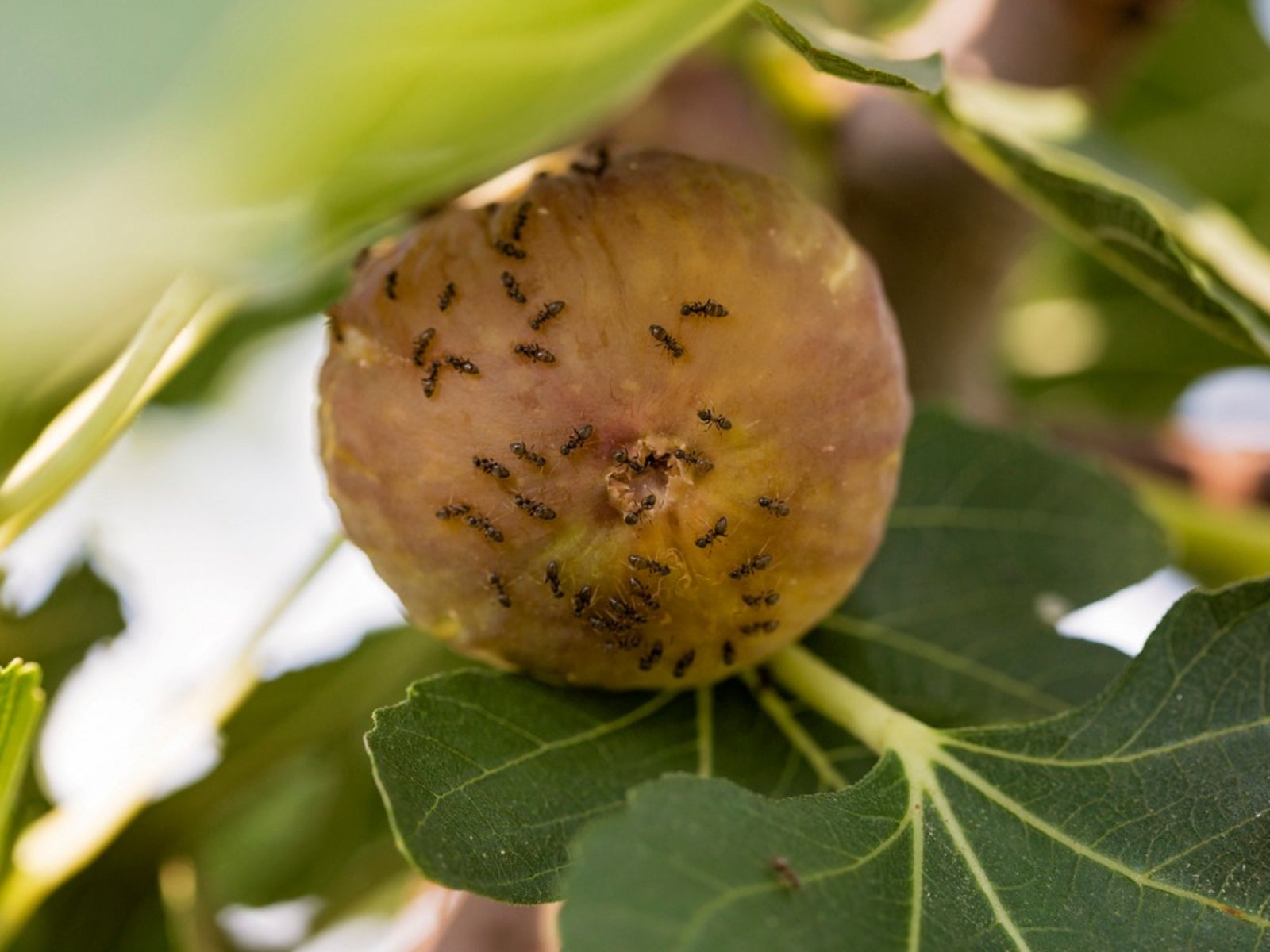 How to control ants on fruit trees