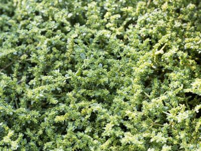 Herniaria Green Carpet Lawn