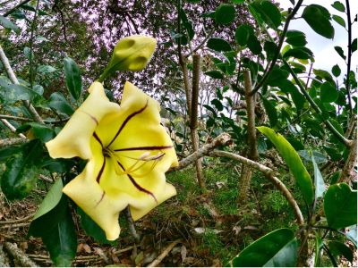 Chalice Vine With Yellow Flowers
