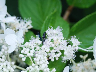 White Flowered Viburnum Shrub