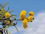 Puffy Yellow Flowering Sweet Thorn Tree