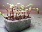 Plants Sprouting In A Plastic Container