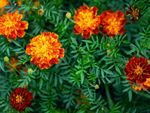 Red-Orange Hybrid Plants