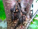 A Tree With Bacterial Canker