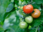 Tomato Plant With Fruits