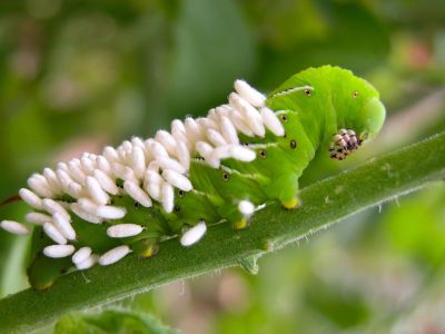 White Parasitic Eggs On An Insect In The Garden