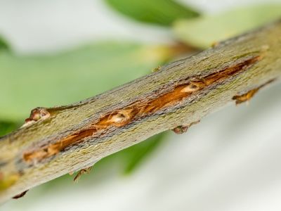 Cicada Damage On Tree Branch