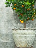 Container Grown Fruit Tree