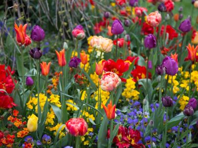 A Flower Garden Of Colorful Bulbs And Flowers