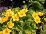 Barren Strawberry Plant With Yellow Flowers